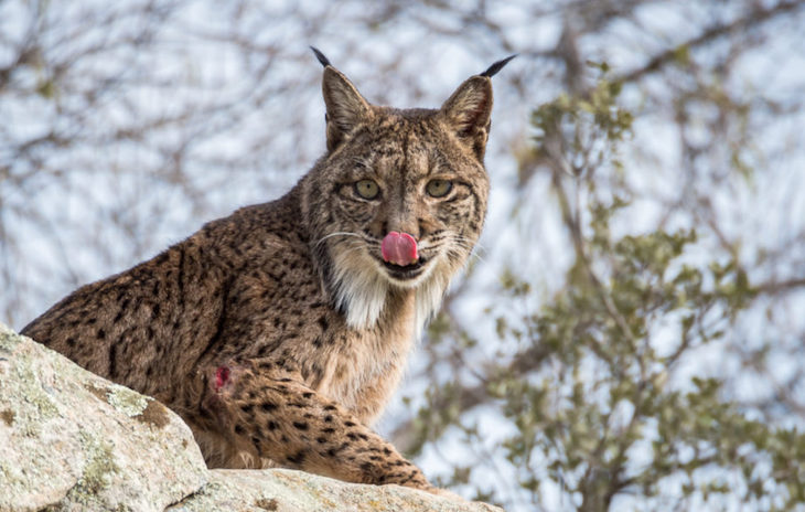 Castilla – La Mancha otro lince atropellado