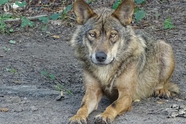 España afirma que el procedimiento para prohibir la caza del lobo en toda España ha sido ‘inmaculado’