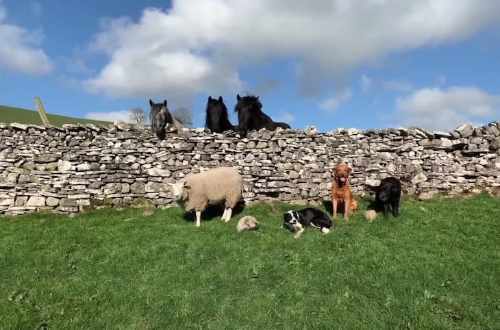 Una oveja está convencida de que es un perro (video)