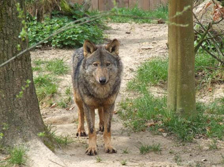 Los ‘votos’ y los ‘cazadores’ al norte del Duero consiguen el ‘pasaporte’ para seguir asesinando lobos