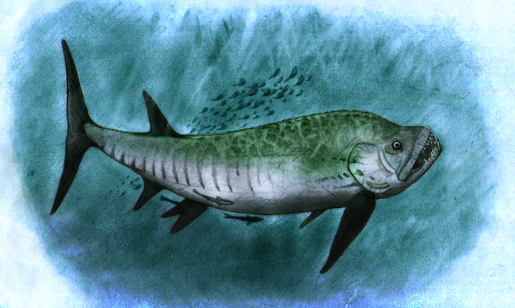 Al sur de la provincia de Chubut descubrieron un pez gigante fósil de 70 millones de años en la Patagonia