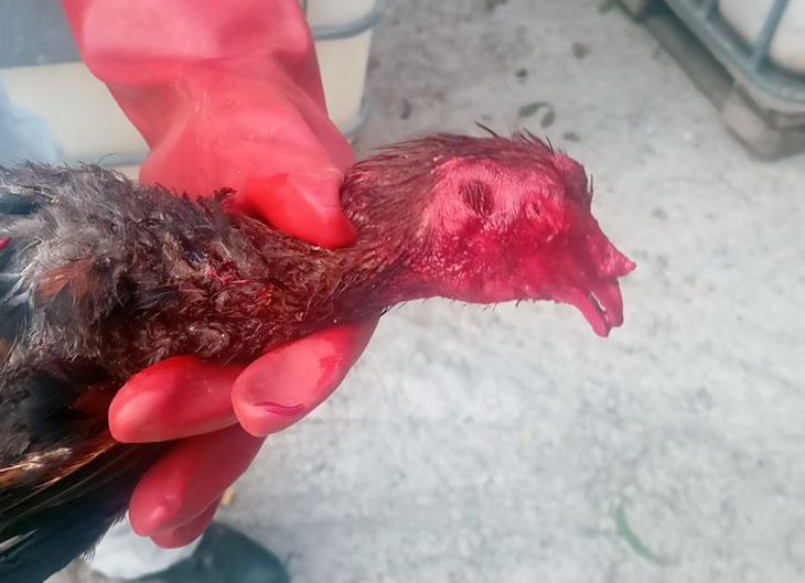 Tentadero ilegal y cruel de peleas de gallos en Murcia