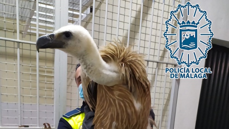 Rescatado en Málaga un ejemplar de buitre leonado que se encontraba debilitado