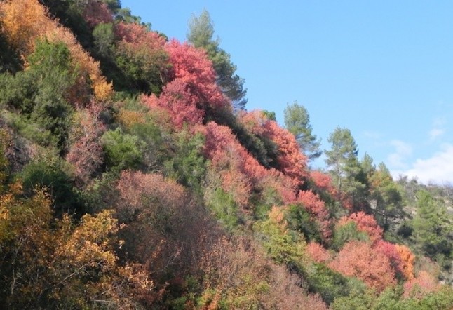 Los pinos rojos cubrían la península desde los Pirineos al Mediterráneo hace 50.000 años