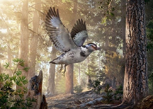 Un fósil del Cretácico ilustra la evolución del vuelo en las aves