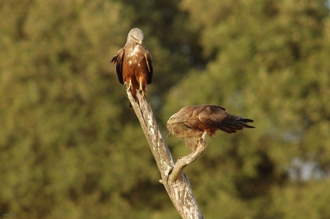 La diversidad de aves presente en los pinares de la península Ibérica disminuirá con el cambio climático