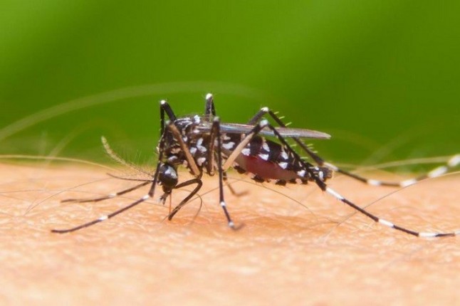 Confirmados dos casos de dengue en personas que coincidieron en municipios de Cádiz