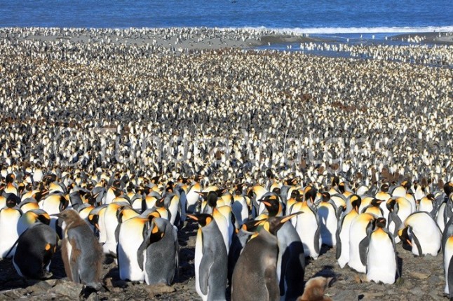 La mayor colonia de pingüinos rey se ha desplomado un 90% desde finales de 1990