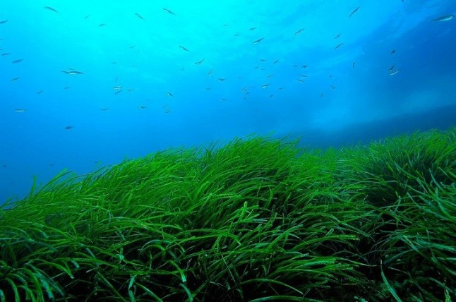 España y Portugal deben mejorar y mucho la protección de las áreas marinas