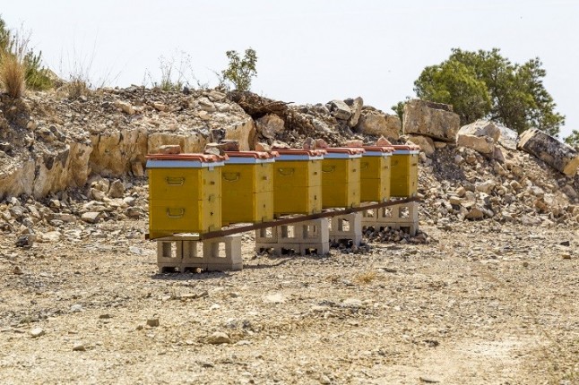 Proyecto de recuperación de abejas silvestres en canteras de Cádiz