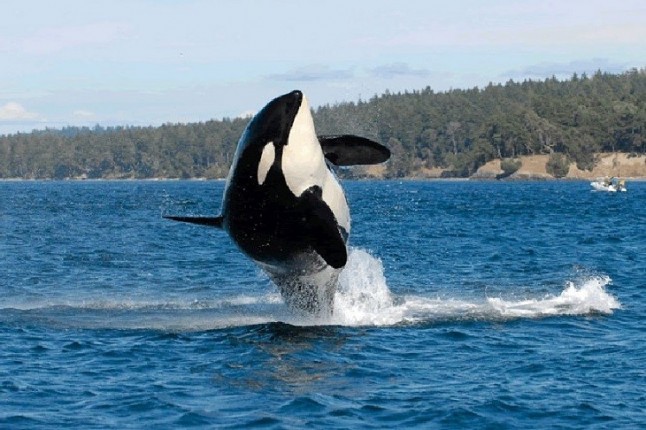 Hay rasgos casi idénticos entre ballenas asesinas y humanos