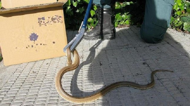 La Guardia Civil captura una culebra de más de metro y medio en un canalón de una vivienda en Hornachos