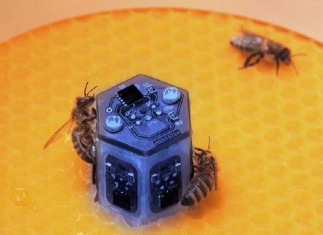 Robots ponen en comunicación a abejas y peces