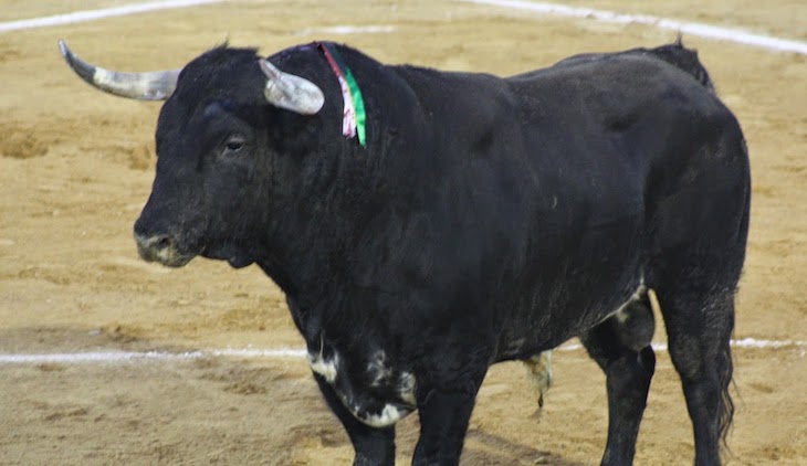 Una novillada en Vinaròs en la que participa un menor de edad