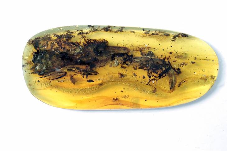 Han descubierto en ámbar un pequeño reptil del Cretácico