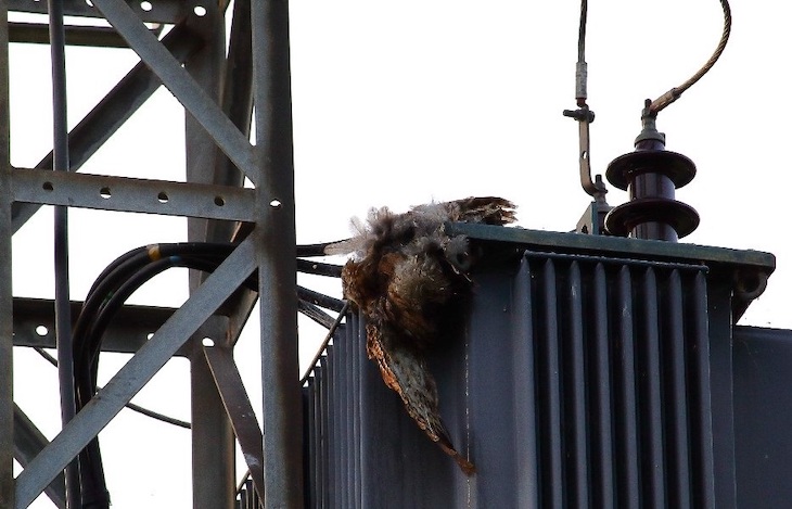 Asturias. Hay que frenar la electrocución de las aves por negligencias