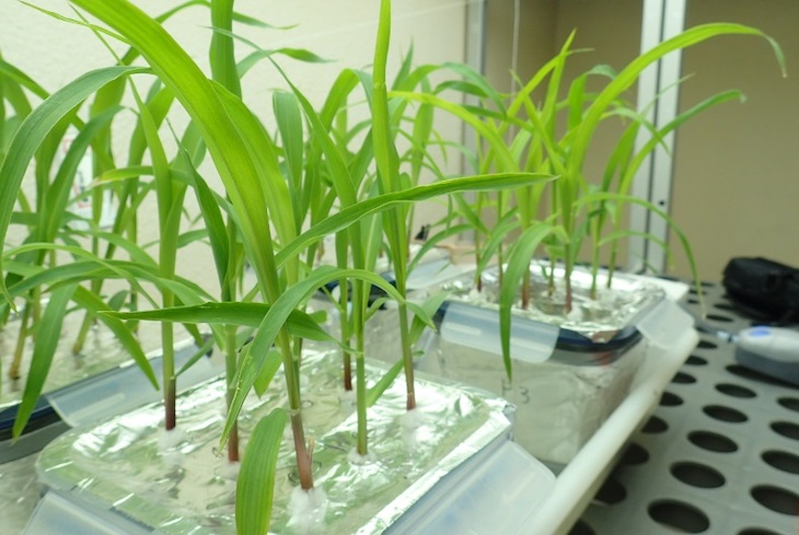 Microplásticos en los vegetales