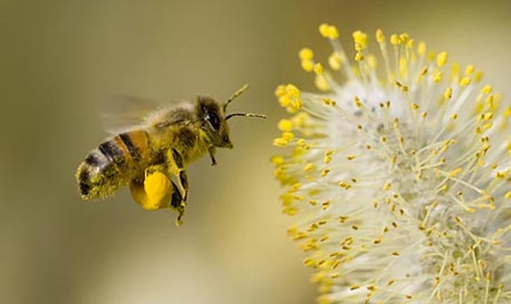 El polen se disparará esta primavera