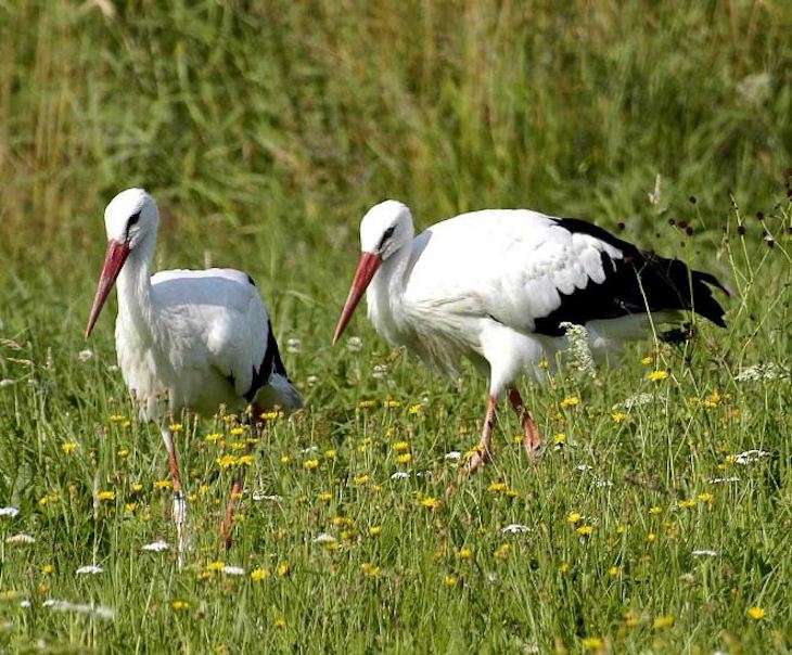 Unas 37 mil cigüeñas viven todo el año en España y se alimentan en basureros