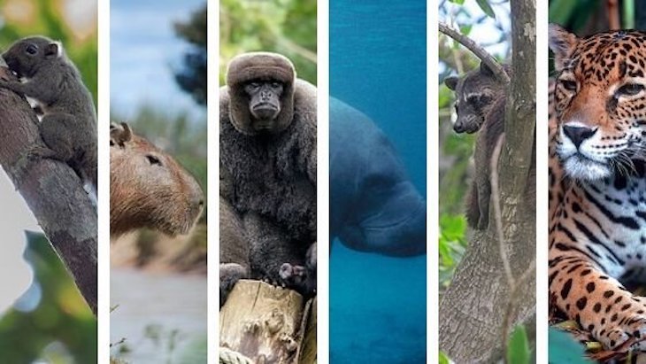 Explicación a la migración desigual de mamíferos entre las Américas