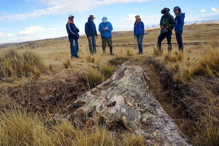 Drástico cambio ambiental grabado en un árbol fósil de los Andes