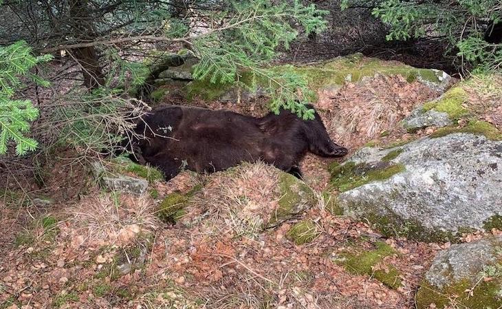 Naturaleza. Libertad para el agente de Medio Ambiente de Aran (Lleida) detenido por la muerte de un oso