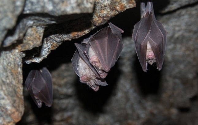 La demonización de los murciélagos