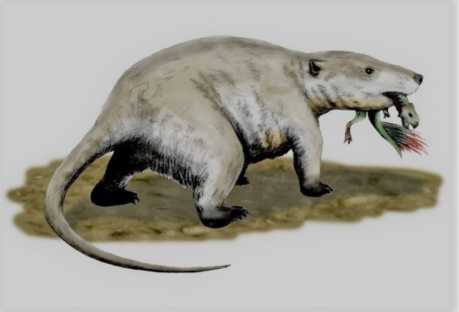 Hacerse pequeños fue esencial para la evolución de los mamíferos