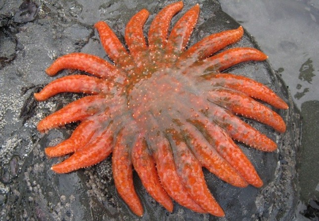 El calor exacerba el mal que diezma las estrellas de mar en California