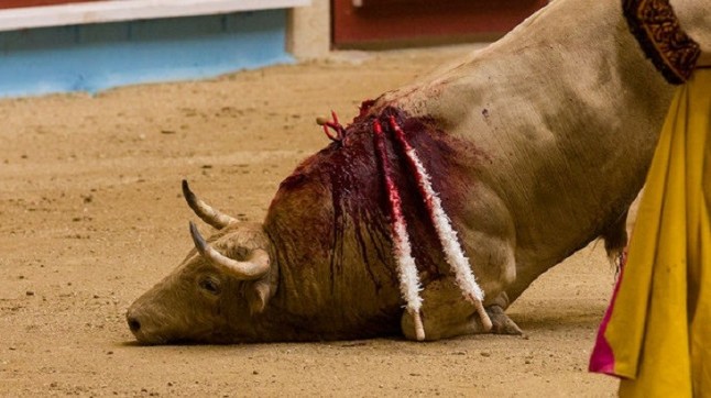 PACMA cuestiona la sentencia del Constitucional sobre la ley balear de toros