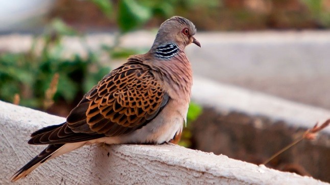 La vulnerabilidad de la Tórtola Europea ante la nueva temporada de caza