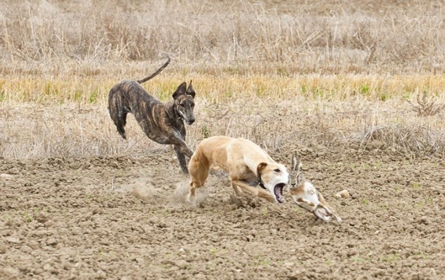 APDDA ha denunciado que el Gobierno promueve descaradamente la caza