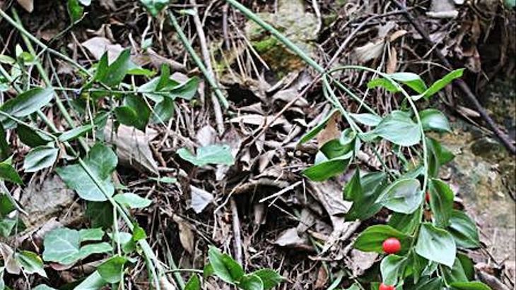 La asociación Interpreta Natura reintroduce en la Serra de Corbera una especie botánica extinta en Valencia