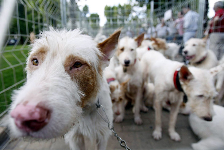 Es ‘Bien de Interés Cultural en Andalucía’ las rehalas y monterías