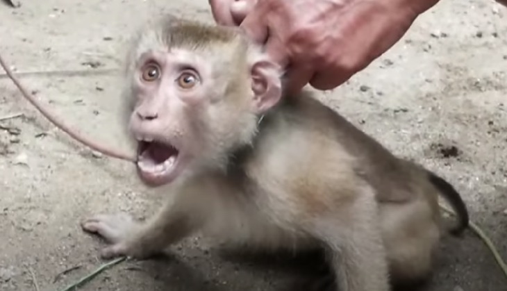 El ‘drama’ de los monos en la industria del coco en Tailandia (video)