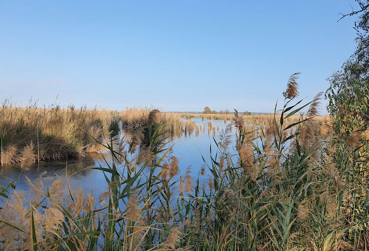 Mejorando el hábitat de la cerceta pardilla en los humedales del Parque Natural de El Hondo