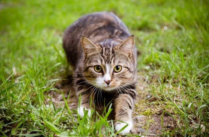 Corea del Norte ‘se lía a tiros’ con pájaros y gatos por miedo al COVID