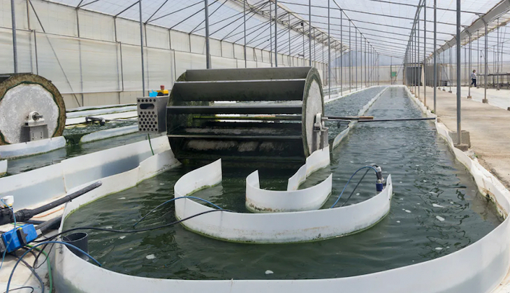 Depuradoras de microalgas