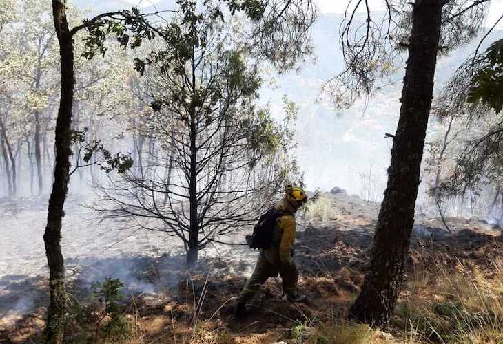 Economía circular para tratamientos selvícolas para minimizar los riesgos de incendios forestales