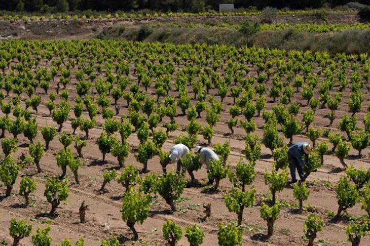 La diversidad de los viñedos paliará la crisis climática