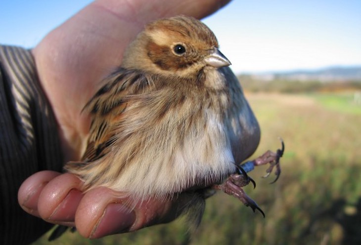 Se pueden y se deben aprobar estrategias de conservación de tres especies de aves en peligro