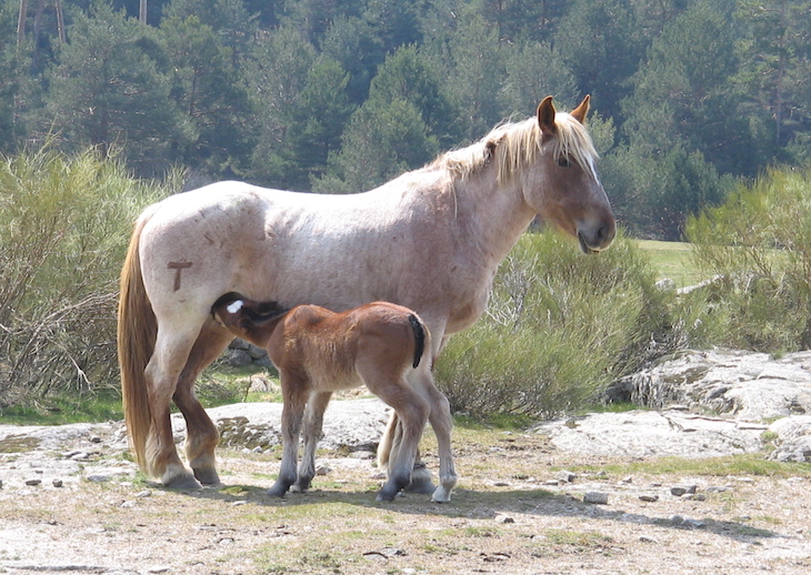 La cría de caballos en zonas de montaña del norte peninsular es sostenible y bueno para el ecosistema
