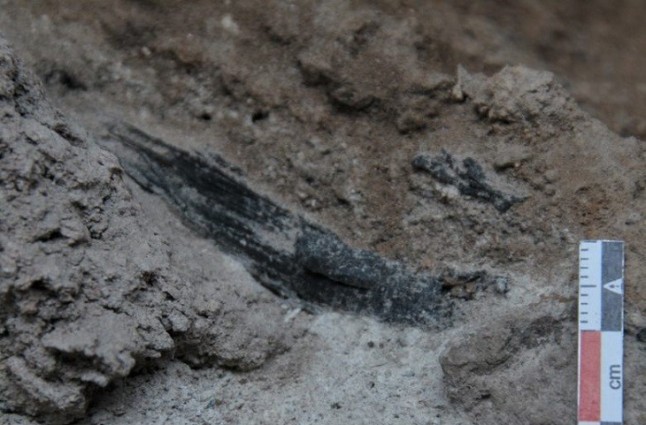Los pinos de montaña llegaban hasta la costa al nordeste de la península ibérica hace 50.000 años