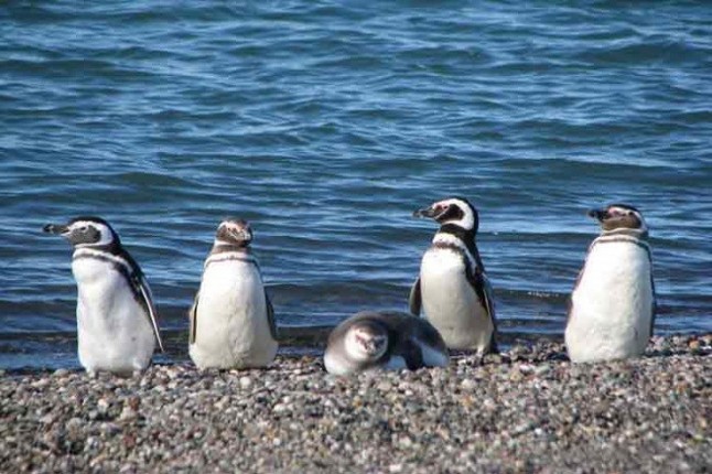 Los pingüinos hembra se quedan varados a lo largo de la costa sudamericana