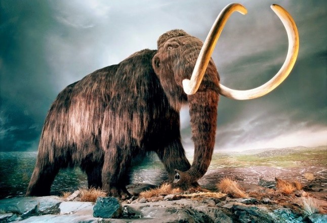 Neandertales y mamuts compartieron adaptaciones genéticas al frío