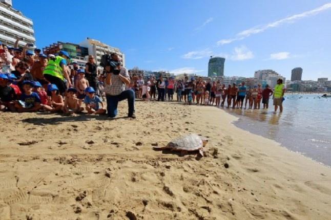 Devuelta al mar en Las Palmas de Gran Canaria una tortuga rescatada tras ser hallada envuelta en restos de basura marina