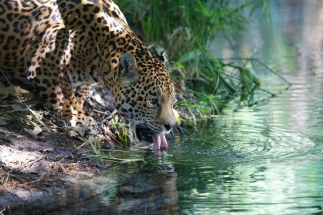 Organizaciones y gobiernos de América Latina se alían para salvar al jaguar