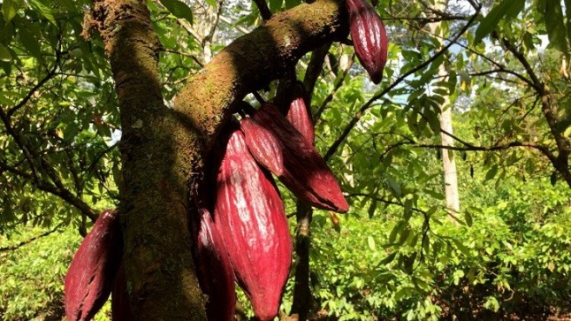 Brasil trata de salvar la Amazonía con plantas de cacao