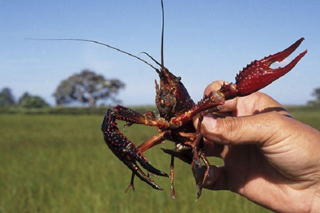 El cangrejo rojo invade por tierra