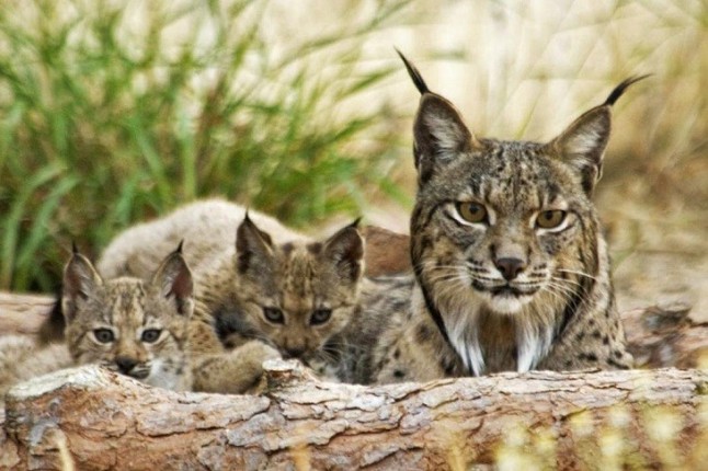 Nacidos 72 ejemplares de lince ibérico en estado salvaje en lo que va de año en Andalucía